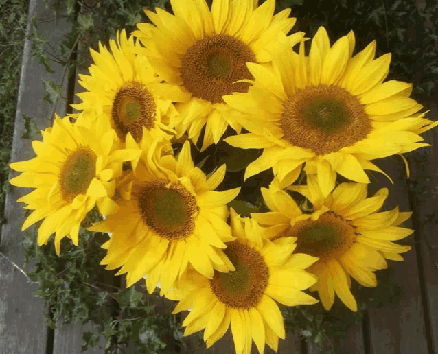 a bunch of sunflowers are sitting on a wooden surface
