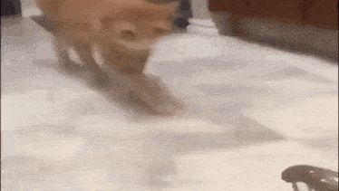 a cat is running on a tiled floor in a kitchen .