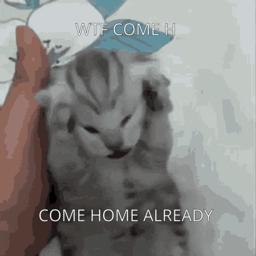 Sad Cat Come Home Cat GIF - Sad Cat Come Home Cat Come Home GIFs