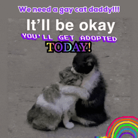 two cats hugging with the words we need a gay cat daddy it 'll be okay you ll get adopted today