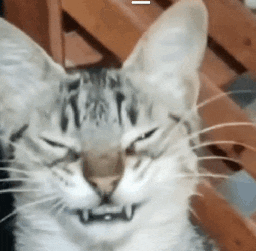 a close up of a cat 's face with a white line between the ears