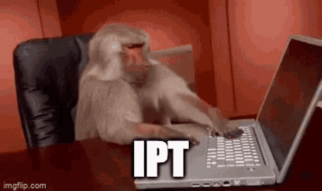 a monkey is typing on a laptop that says ipt on the screen