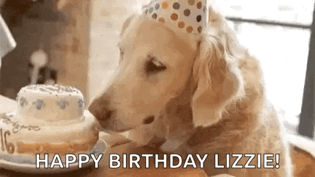 a dog is wearing a birthday hat and eating a birthday cake .
