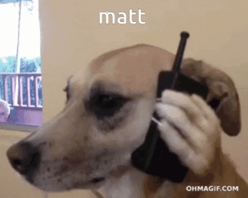 Matt Dog GIF - Matt Dog Reaction GIFs
