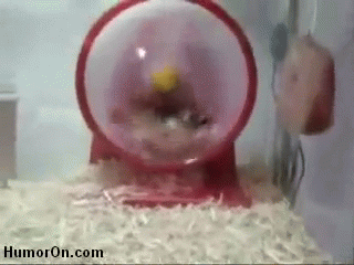 Turbo Hamster GIF - Hamster Exercise Cute GIFs