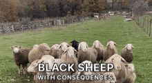 Black Sheep Consequences GIF - Black Sheep Consequences Spoiler GIFs
