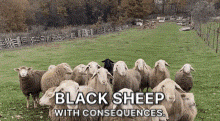 a herd of sheep standing in a grassy field with the words black sheep with consequences