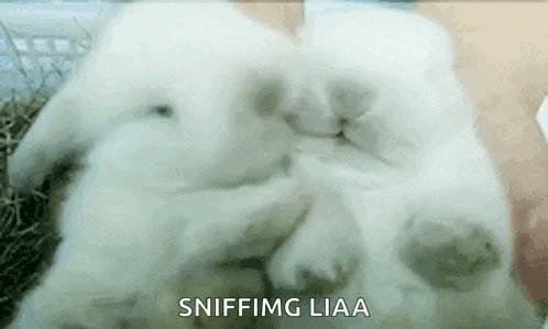 two white rabbits are sniffing each other 's noses in a basket .