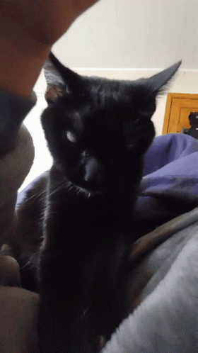 Clawing Purr GIF - Clawing Purr Making Biscuits GIFs