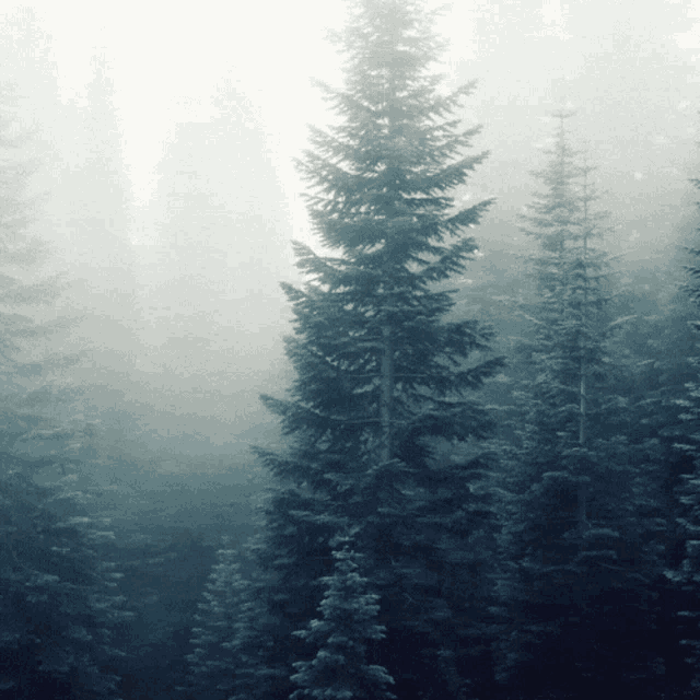 trees in a foggy forest with the sun shining through them