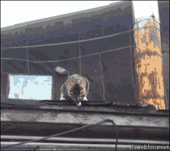 a picture of a cat on a roof with the website lawebloca.net in the bottom right corner