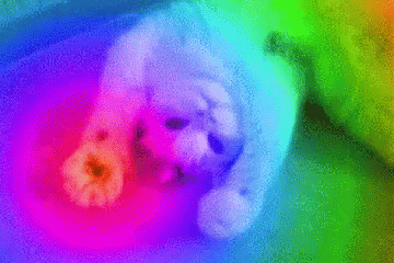 Cat Rainbow Close Open GIF - Cat Rainbow Close Open Cute Cat GIFs