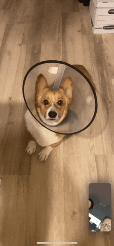 a dog wearing a clear cone collar looks at the camera