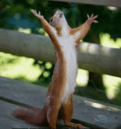 a squirrel with its arms outstretched is standing on a bench