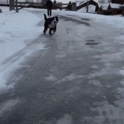 Dogs Silly GIF - Dogs Silly Funny GIFs