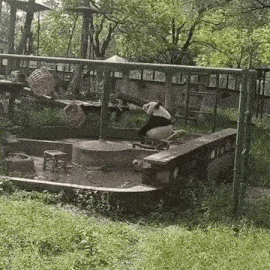a panda bear is sitting on a swing in a fenced in area in a zoo .