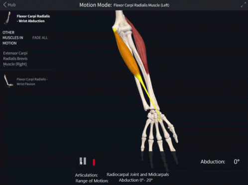 Flexor Carpi Radialis Muscle Wrist Abduction GIF - Flexor Carpi Radialis Muscle Wrist Abduction Abduction GIFs
