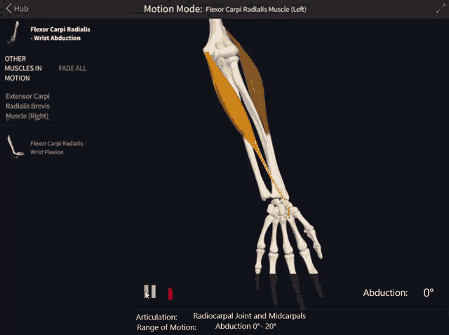 a computer screen shows a skeleton and muscles in motion mode