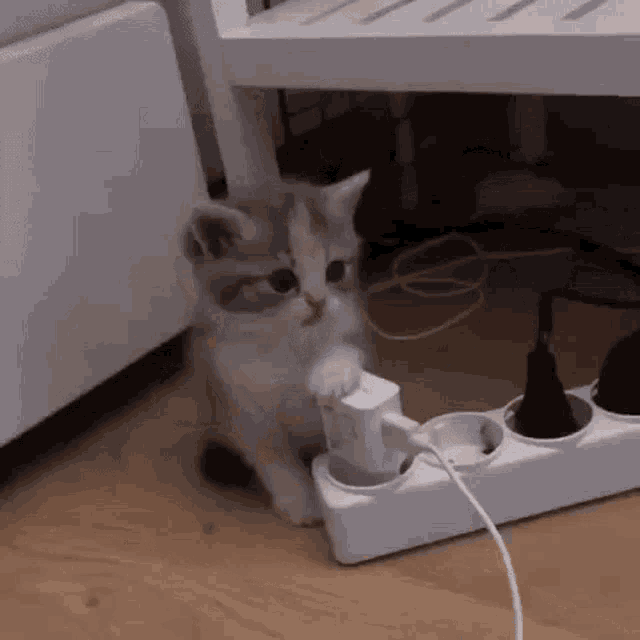 a kitten is playing with a charger on a power strip on the floor .