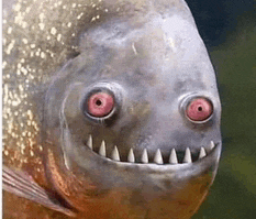 a close up of a piranha fish with red eyes and teeth