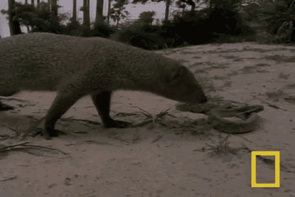 Don'T Mess With The Mongoose GIF - Mongoose Snake Champion GIFs
