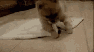 a puppy is playing with a piece of paper on a tiled floor .