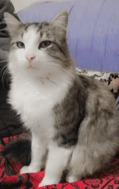 a gray and white cat is sitting on a bed