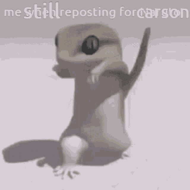 a lizard is sitting on a white surface with a caption that says " me still reposting for carson "
