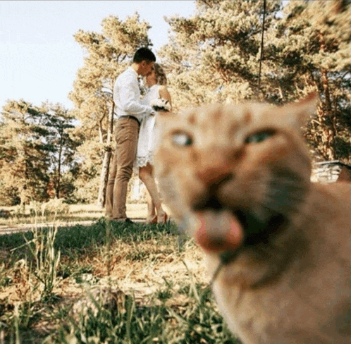 a cat is looking at a couple kissing in the grass