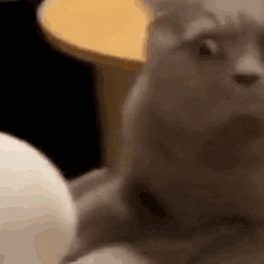 a close up of a cat 's face looking at the camera .