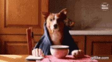 a dog is sitting at a table with a bowl of food