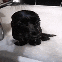 a black dog is taking a bath in a bathtub with a shower head .