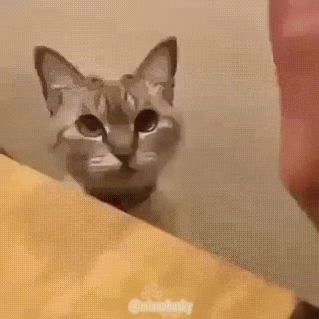 a close up of a cat looking at a person 's face with a watermark that says @catsandhusky on it