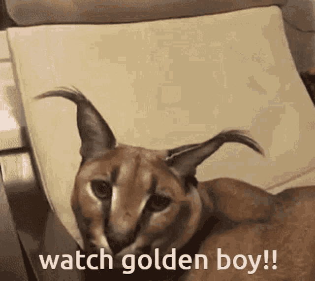 Golden Boy Floppa GIF - Golden Boy Floppa Watch GIFs