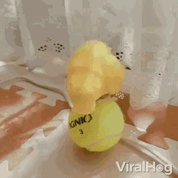 Balancing Tennis Ball GIF - Balancing Tennis Ball Cute Animals GIFs