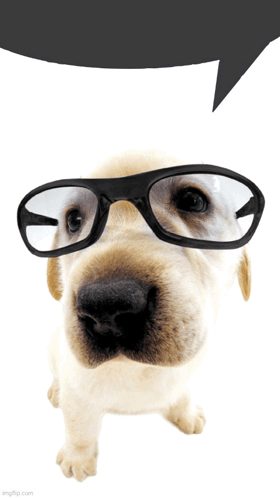 Dog Qhar GIF - Dog Qhar Speech Bubble GIFs