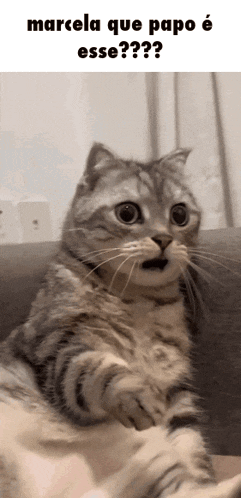 a cat with a surprised look on its face and the words marcela que papo esse