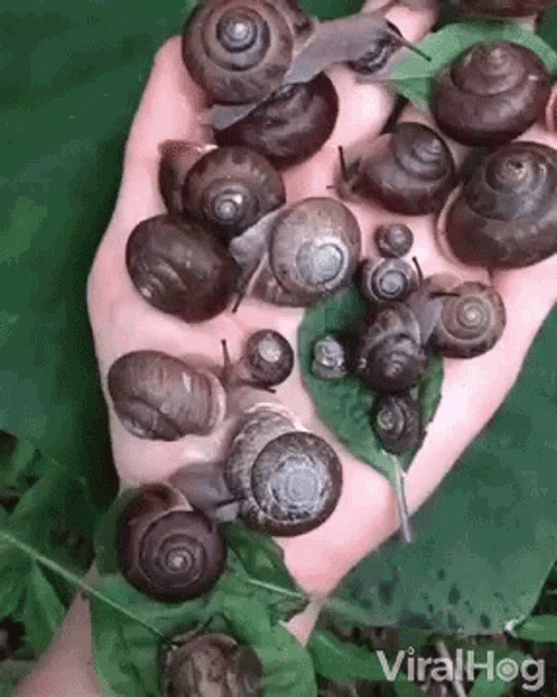 Hand Full Of Snails Chilling GIF - Hand Full Of Snails Chilling Snails GIFs