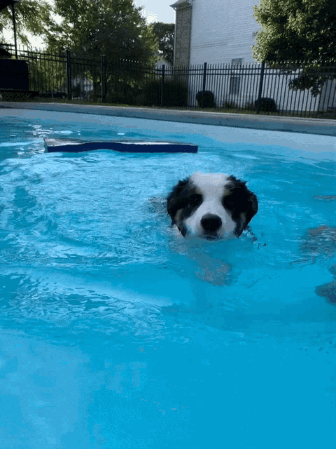 Reggie Pool GIF - Reggie Pool Swimming GIFs
