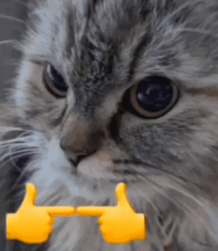 a close up of a cat with two thumbs up