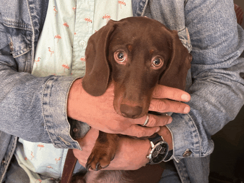 a man in a flamingo shirt holds a brown dog in his arms