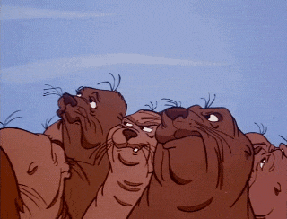 a group of walrus looking up at something