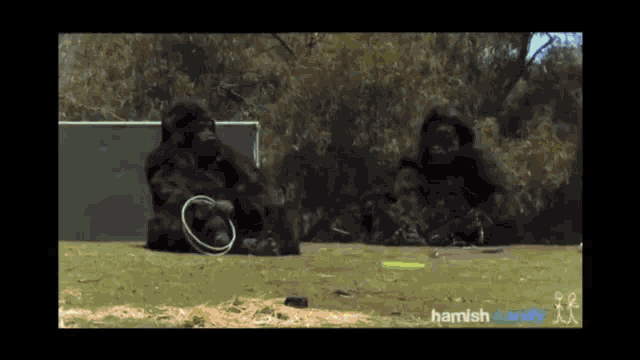 two gorillas are playing with a hula hoop in a video that says hamish on the bottom
