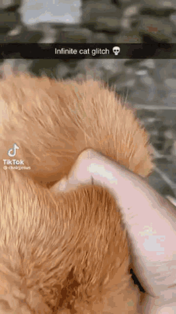 Infinite Cat Glitch Cat GIF - Infinite Cat Glitch Cat GIFs