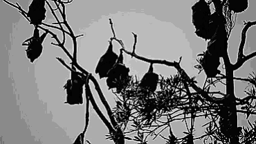 a black and white photo of bats hanging from a tree