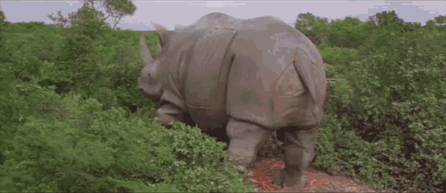 Ace Ventura When Nature Calls GIF - Ace Ventura When Nature Calls Rhino GIFs