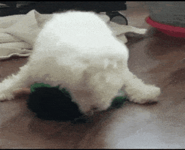 a white dog is laying on its back on a wood floor