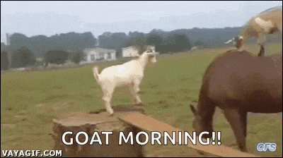 a goat is jumping over a wooden fence in a field .