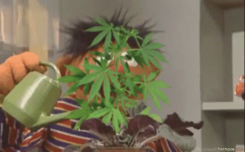 Funny Morning GIF - Funny Morning Muppet GIFs