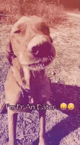 a dog is standing in the grass with a stick in its mouth and says `` i 'm fr an eater '' .